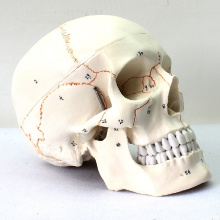 SKULL05 (12331) Medical Science Humans Crânio Modelos Rotulados